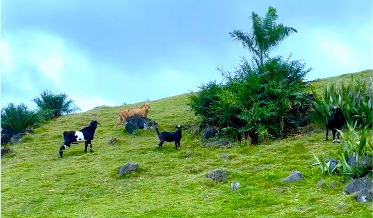 Las Galeras Village Ecolodge Ngoại thất bức ảnh